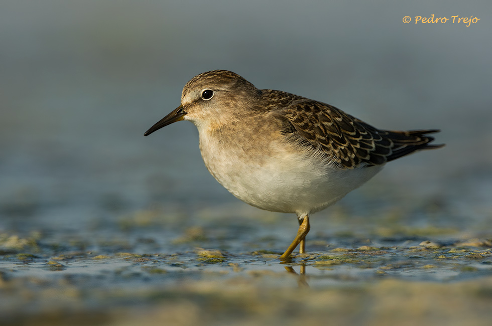 Corrrelimos de Temminck (Calidris temminckii)